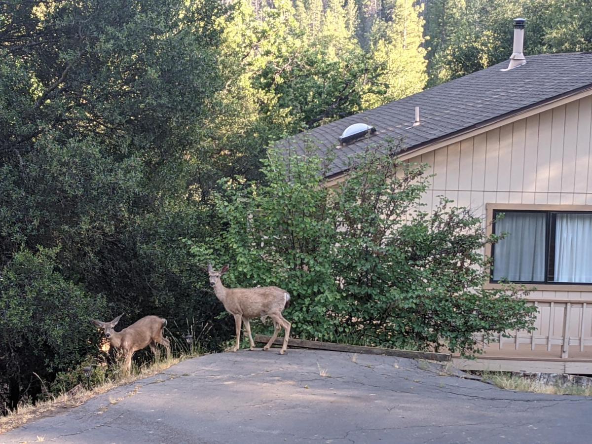 גרובלנד Yosemite Haven @ Pine Mountain Lake. Dog Friendly! מראה חיצוני תמונה