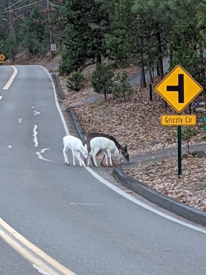 גרובלנד Yosemite Haven @ Pine Mountain Lake. Dog Friendly! מראה חיצוני תמונה